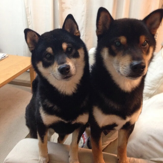 九游娱乐中心-篮球运动员专项技术动作训练标准，篮球运动员专项技能特征