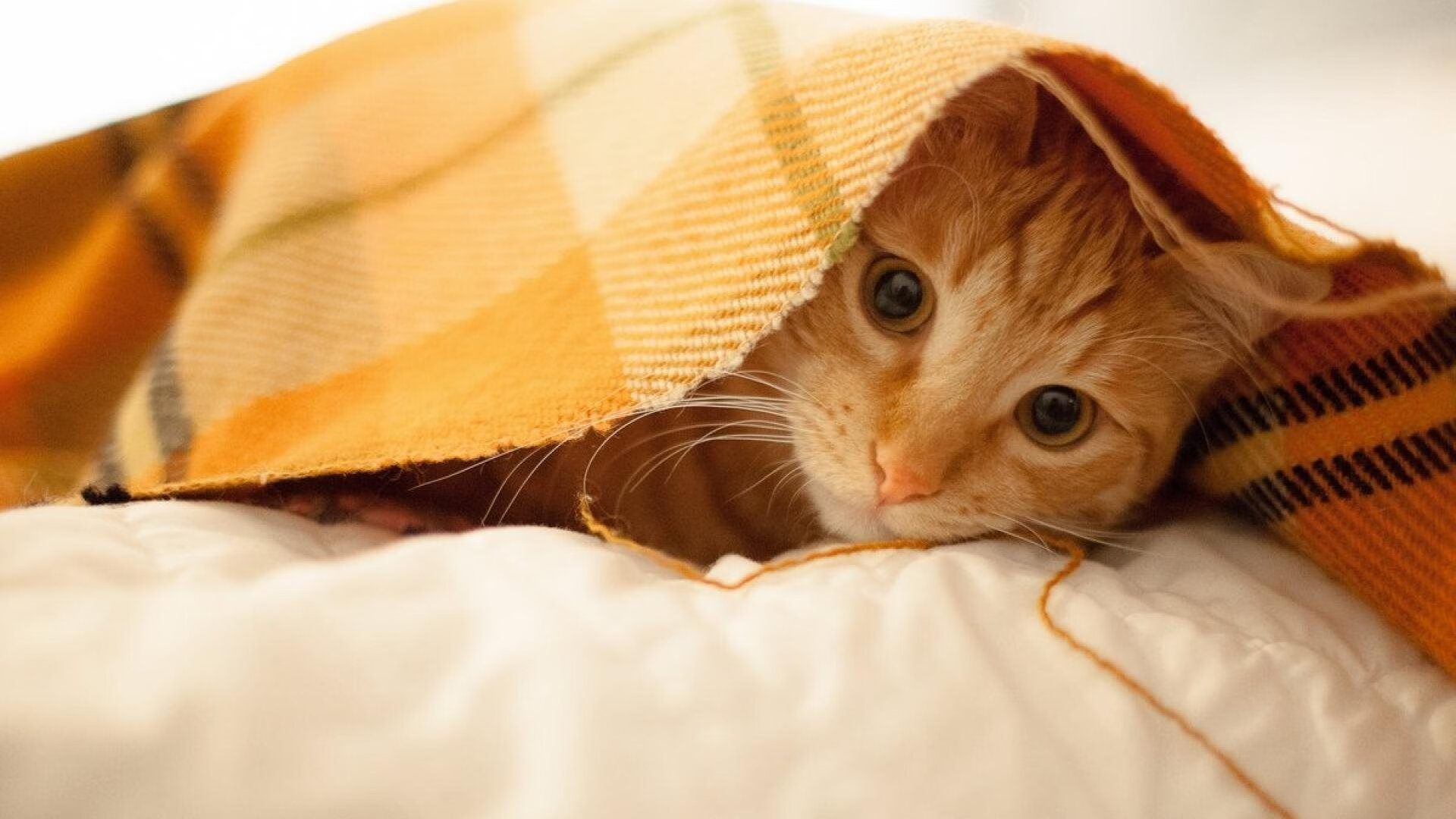 九游app下载中心-英超球队基于动态负荷模型调整高压赛段训练节奏