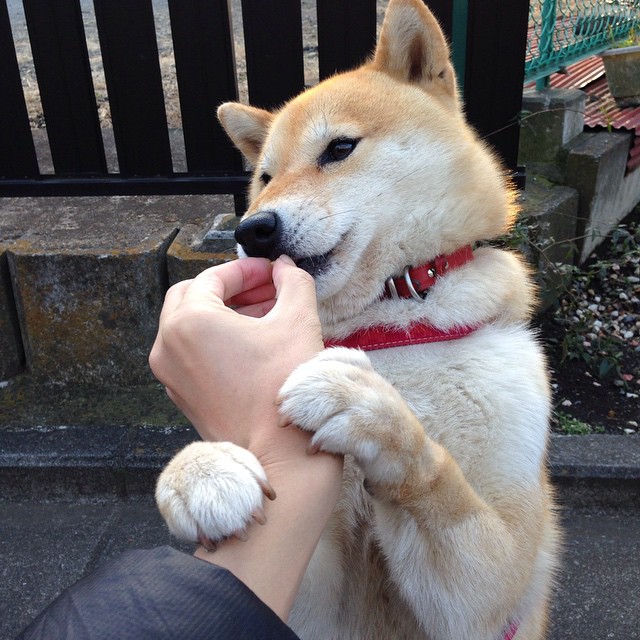 -中国女篮对战日本完成复仇 球迷振奋，中国女篮对战日本女篮