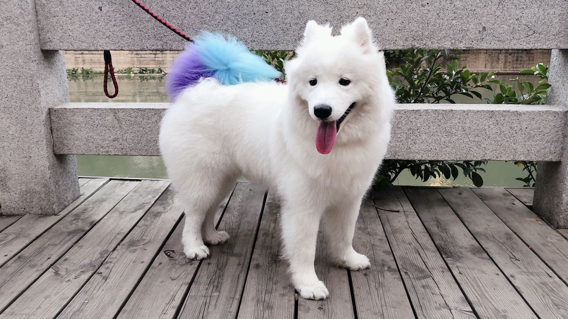 -女篮亚洲杯中国夺冠 全队表现震撼，女蓝亚洲杯谁是冠军