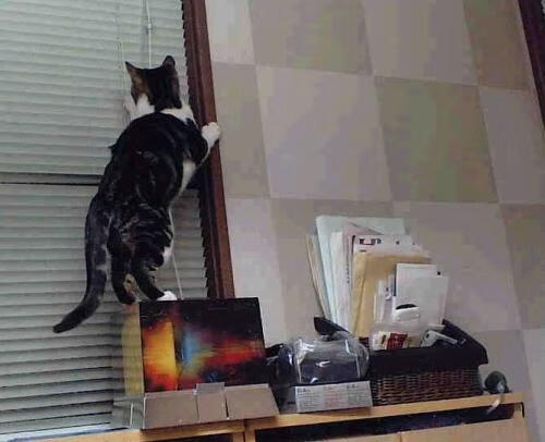 九游网-张镇麟赛后采访表达夺冠决心展现大将之风，张镇麟视频集锦