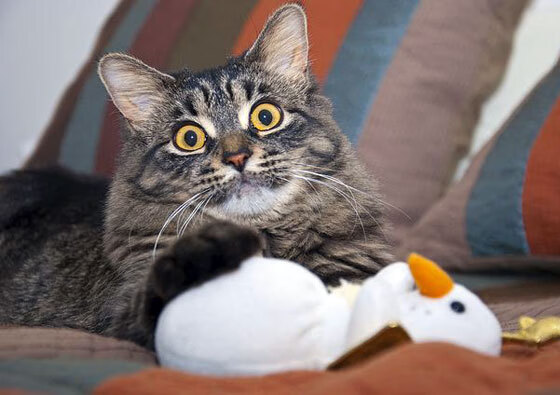 九游登录入口-“费尔南多·比亚尔巴如何带领美洲狮队走向世界舞台的巅峰”