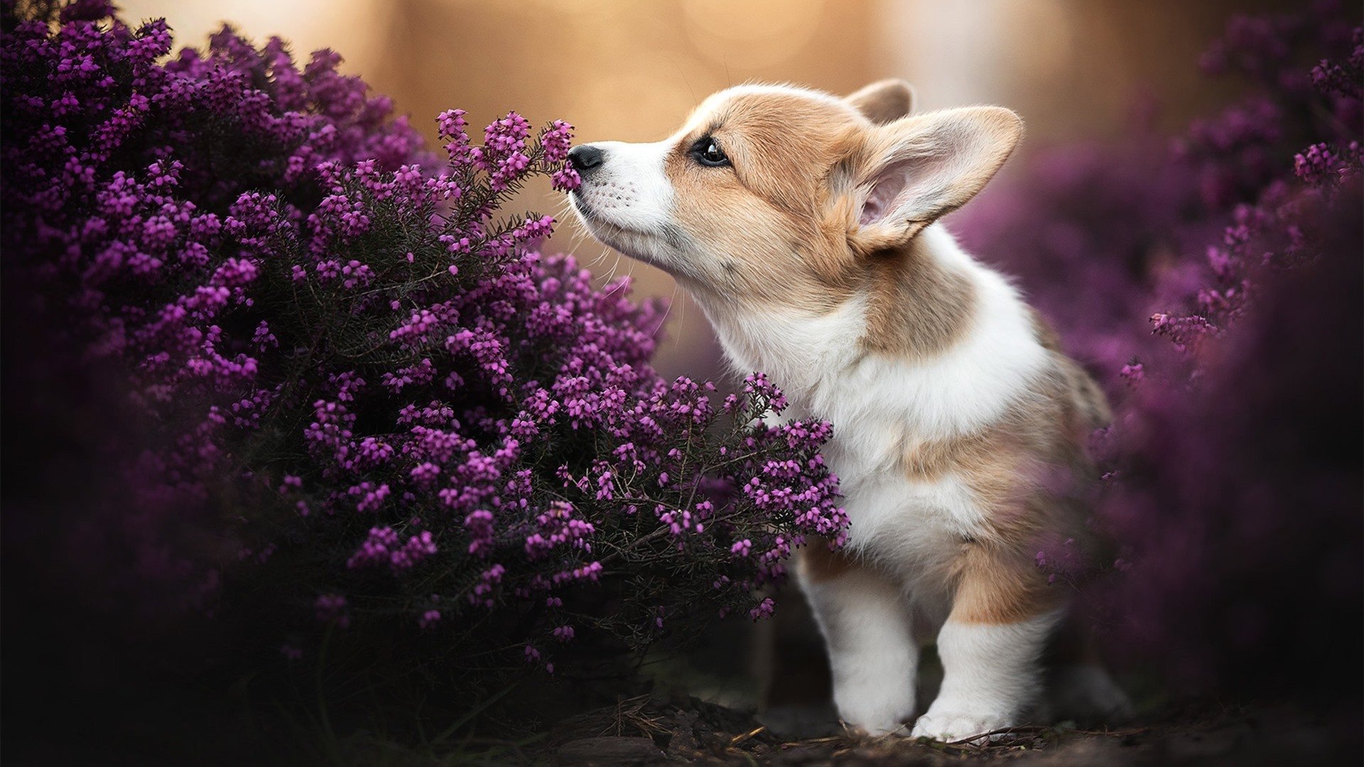 -南非羚羊队：每一次对抗都显得充满力量和技巧，令对手无法招架