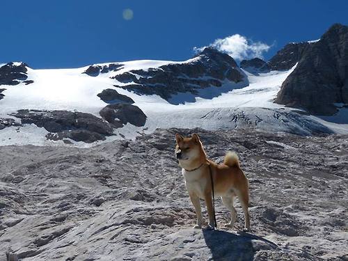 九游娱乐APP-唐纳德·高尔的快速反应与突破能力，突破对手防线，唐纳德高斯简介