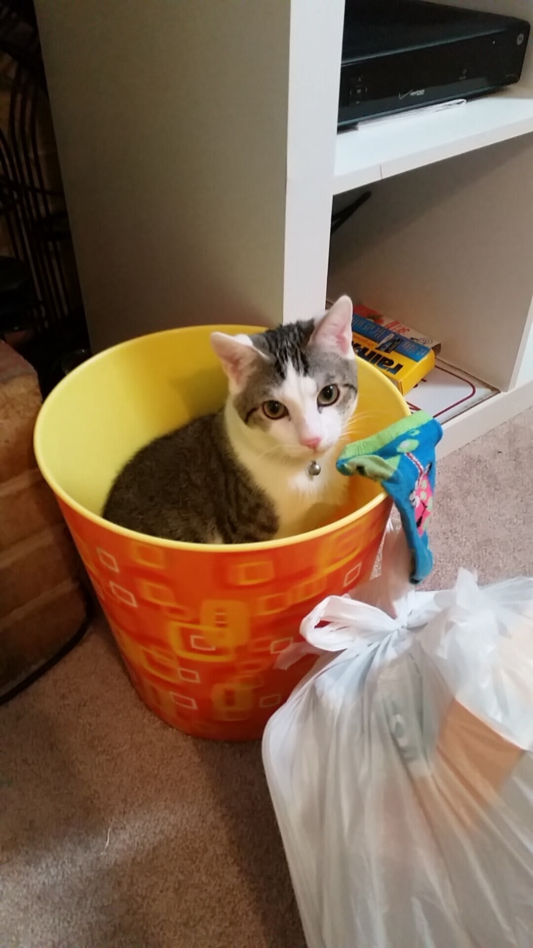 九游（jiuyou.com）游戏-塞内加尔男篮在非洲锦标赛中奋力拼搏，争夺冠军荣耀，塞内加尔男篮名单