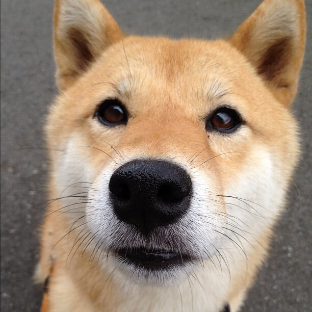 -张伟丽登顶积分榜格斗冠军赛,张伟丽格斗比赛视频直播