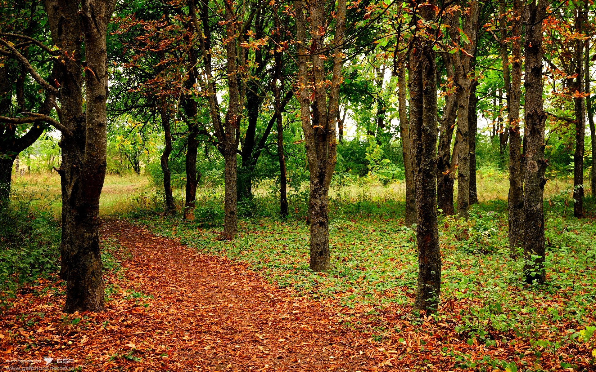 Jiuyou-德甲速度之王:以闪电般的突破引爆全场,德甲跑动距离排名