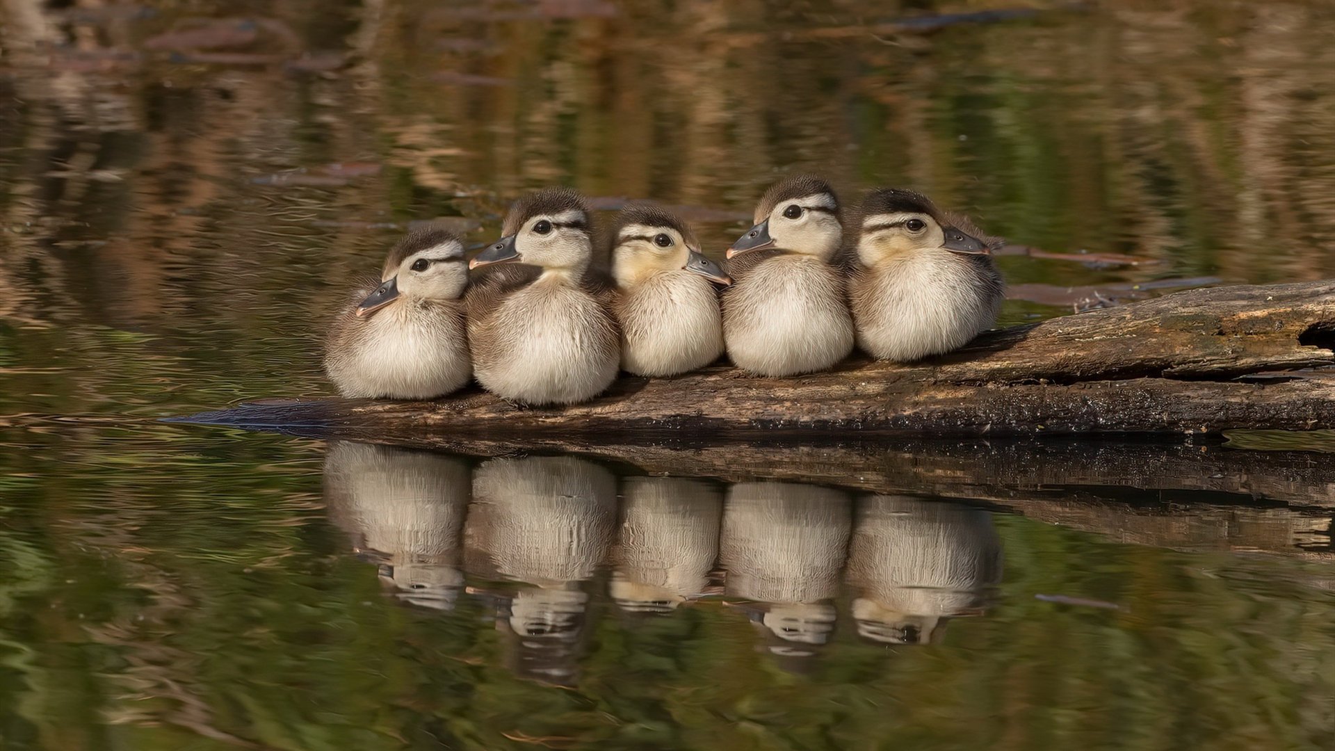九游游戏中心-政府与体育联盟携手,推动橄榄球新政策落地,橄榄球方案
