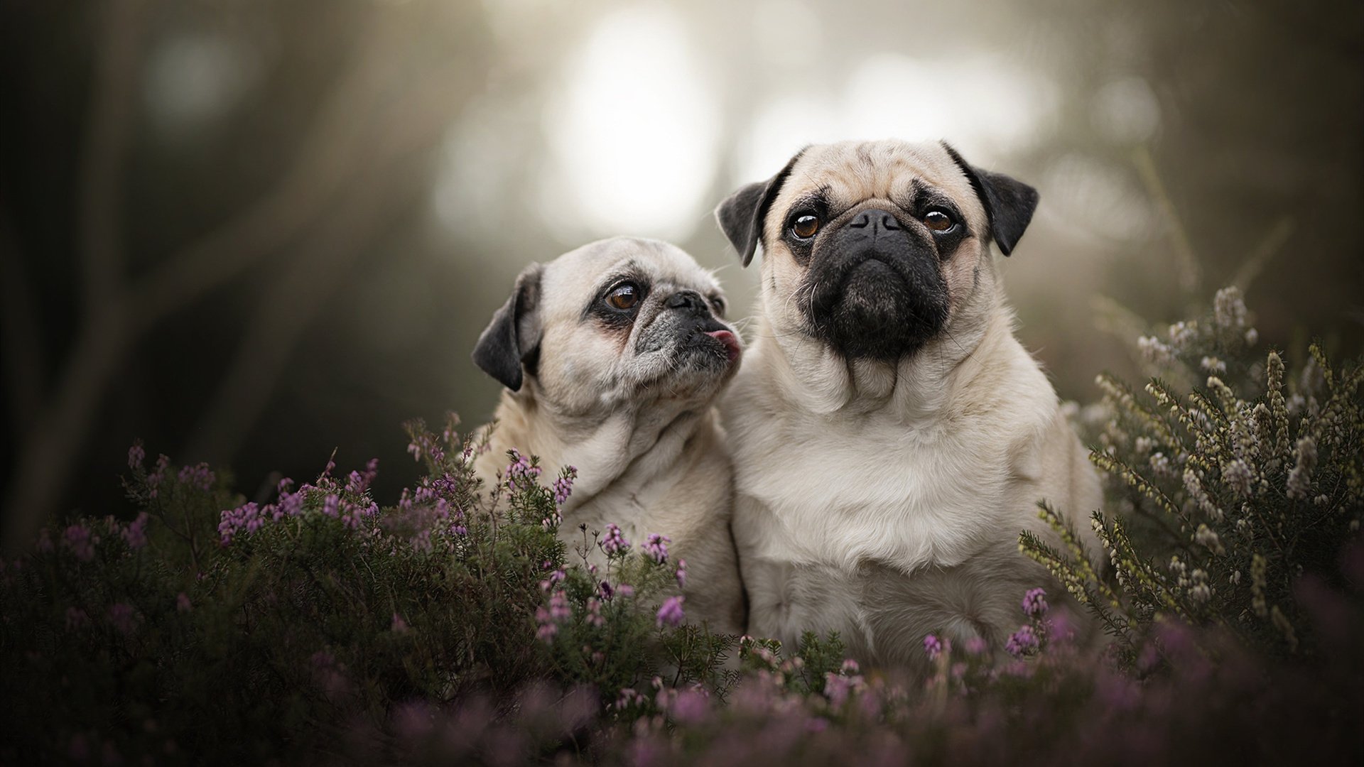 九游网页版入口-比利时男篮在欧洲预赛中奋勇奋战,冲击奥运资格,比利时男篮阵容