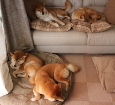 九游app下载中心-洛杉矶湖人在NBA季后赛中激战正酣,冲击总冠军