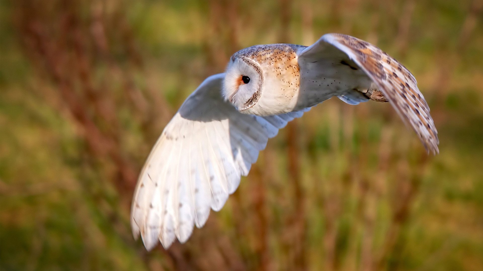九游游戏中心官网-球迷文化研究报告发布,展望全球化发展趋势,球迷文化什么意思