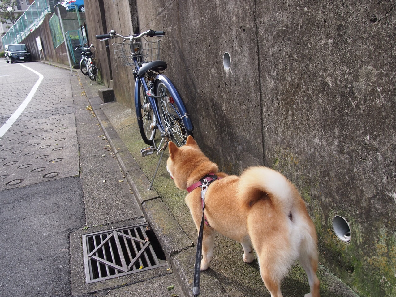九游下载中心-男篮后卫训练营落地华南地区加强位置专项技能培养,男篮主力后卫