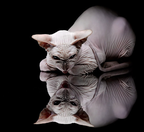 九游官网pc-32强俱乐部世界杯开幕:全新模式引全球注目