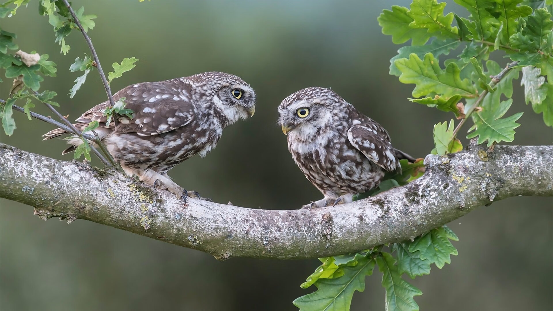 九游app下载中心-中国足球职业联赛提升裁判执法水平和规范，足球裁判执法规则
